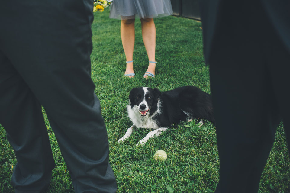 farm dog wedding
